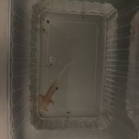Axolotls 7-10 cm #2