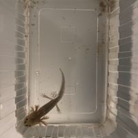 Axolotls 7-10 cm #3