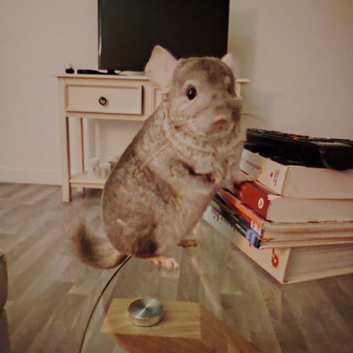 Tic chinchilla 2 ans et demi #3