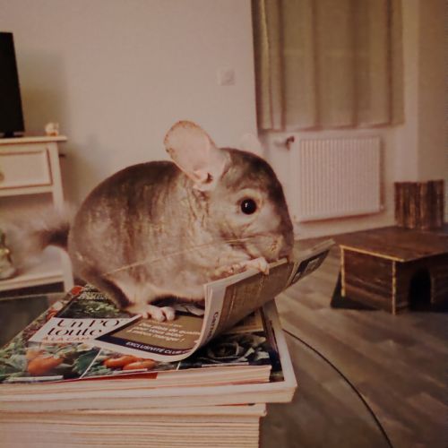 Tic chinchilla 2 ans et demi #4