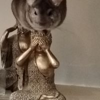 Tic chinchilla 2 ans et demi #1