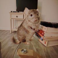 Tic chinchilla 2 ans et demi #3