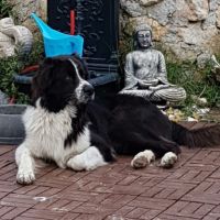 Donne chien croisé border collie / patou #1