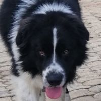 Donne chien croisé border collie / patou