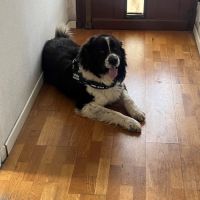 Donne chien croisé border collie / patou #3