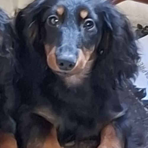 Superber chiots teckel nain poil long #1