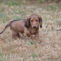 Superber chiots teckel nain poil long #2