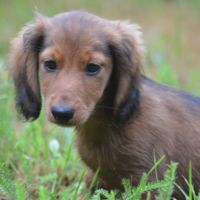 Superber chiots teckel nain poil long