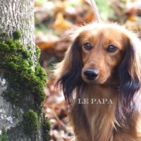 Superber chiots teckel nain poil long #4