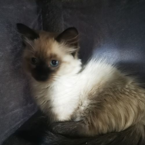 Chatons pattes courtes femelles #2