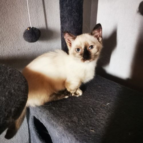 Chatons pattes courtes femelles #3