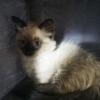 Chatons pattes courtes femelles #2