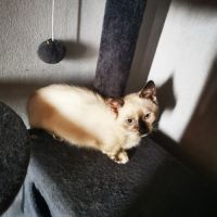 Chatons pattes courtes femelles #4