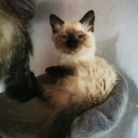 Chatons pattes courtes femelles #5