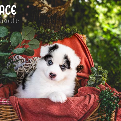 Chiots laïka de iakoutie #0