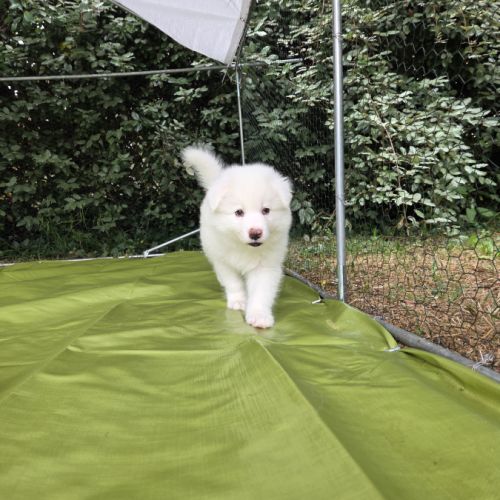 Chiots laïka de iakoutie #6