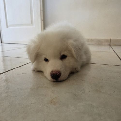 Chiots laïka de iakoutie #8