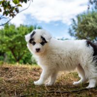 Chiots laïka de iakoutie #1