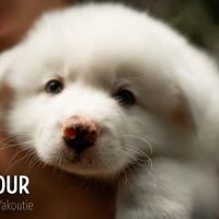 Chiots laïka de iakoutie #2