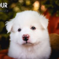 Chiots laïka de iakoutie #3