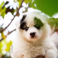 Chiots laïka de iakoutie #4