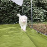 Chiots laïka de iakoutie #6