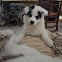 Chiots laïka de iakoutie #7