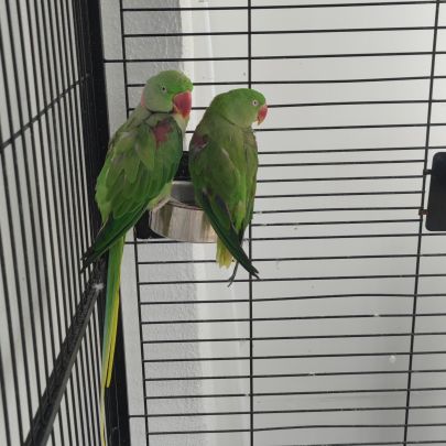 Perroquet grand alexandre #0