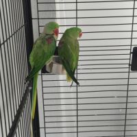 Perroquet grand alexandre