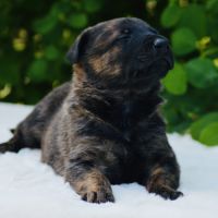 Chiots berger hollandais à réserver