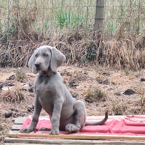 Chiots braque de weimar poils court.lof