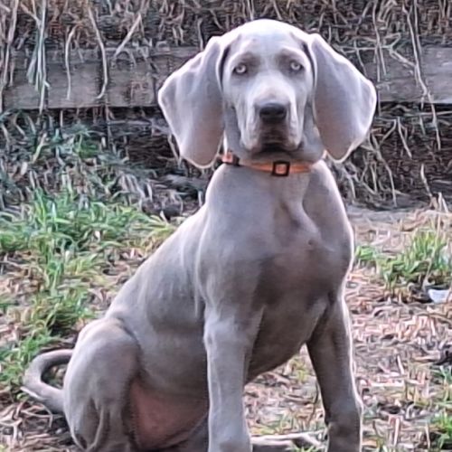 Chiots braque de weimar poils court.lof #3