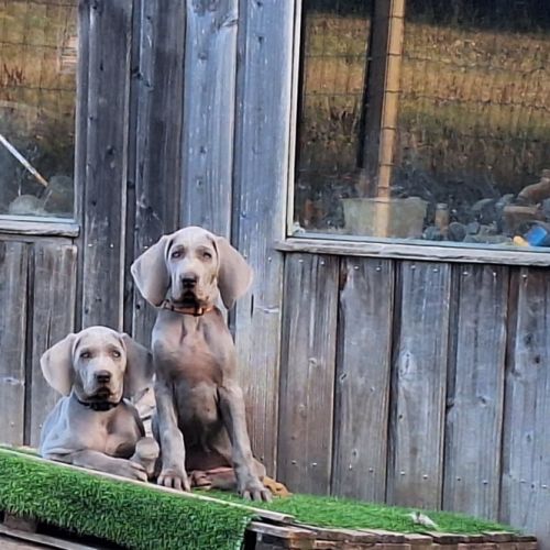 Chiots braque de weimar poils court.lof #4