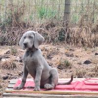 Chiots braque de weimar poils court.lof #0