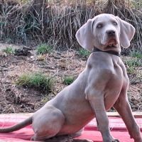 Chiots braque de weimar poils court.lof #2