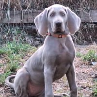 Chiots braque de weimar poils court.lof #3