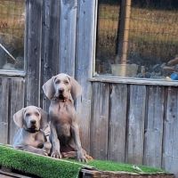 Chiots braque de weimar poils court.lof #4