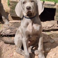 Chiots braque de weimar poils court.lof #5