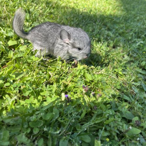 Chinchilla bébé #2