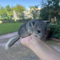 Chinchilla bébé #0
