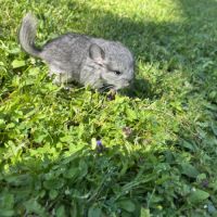 Chinchilla bébé #2