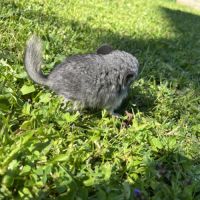 Chinchilla bébé #3