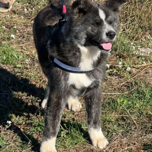 Chiots akita inu lof - hautes lignées japonaises