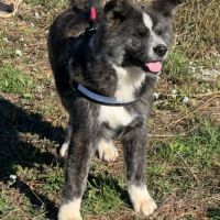 Chiots akita inu lof - hautes lignées japonaises