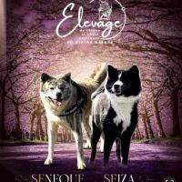 Chiots akita inu lof - hautes lignées japonaises #2