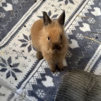 Lapin nain tête de lion brun #1