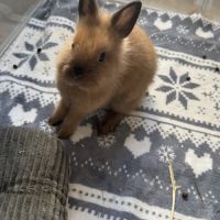 Lapin nain tête de lion brun #2