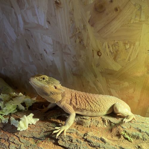 Pogona lampes et terra #2