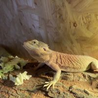 Pogona lampes et terra