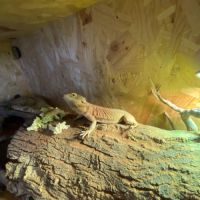 Pogona lampes et terra #3